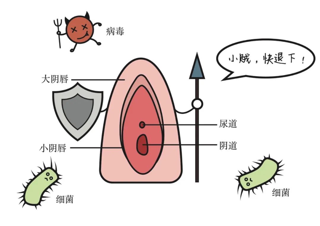 尿道口在哪里图片