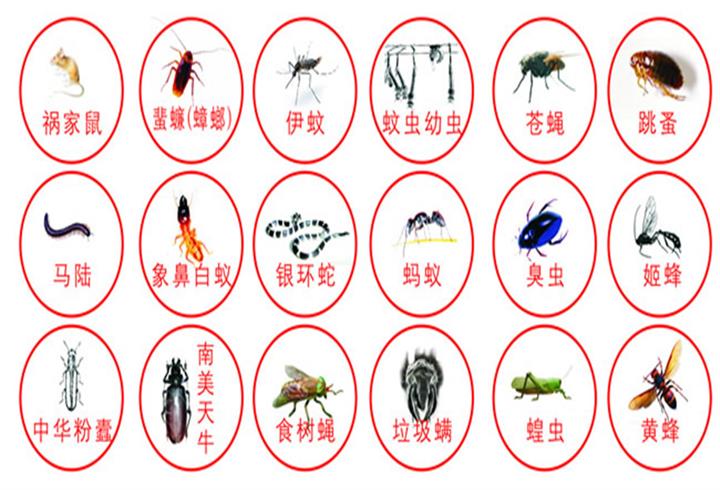 东营市考白蚁防制工证怎么考流程简单快来了解一下吧